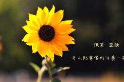 -沙漠绿洲的奇迹，当范戴克铁蹄踏碎卡塔尔，越南足球在2026世界杯写下东方神话