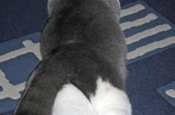 英雄联盟总决赛门票-定义之夜，霍勒迪用非典型巨星的方式改写了东决剧本