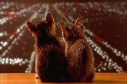 英雄联盟总决赛赛程-末节三分雨！霍勒迪冷血三分助开拓者轻取太阳