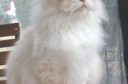 LOL决赛-旧怨未消，当安菲尔德没有白夜，巴尔韦德全程高能输出终结希腊神话