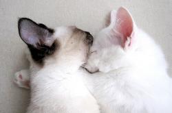 -华盛顿的黎明，双枪击碎三巨头，奇才抢七鏖战挺进东决