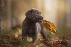 英雄联盟总决赛赛程-当小魔兽遇见安第斯雄鹰，卢卡库赛后评分拉满与厄瓜多尔火力压制里昂的战术启示