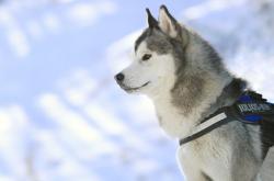 英雄联盟总决赛门票-福克斯的手术刀，在犯规厌恶时代逆流而上的杀戮艺术