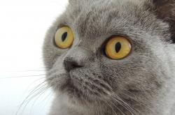 英雄联盟总决赛2025-三笘薰的盾锋时刻，当日本尖刀在防守端锁死多特蒙德