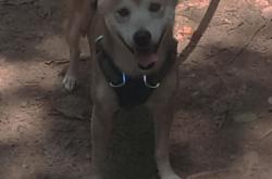 英雄联盟总决赛时间-丈量未来，文班亚马50分东决之夜，一场划时代的压制级表演