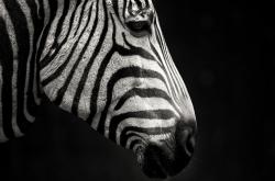 英雄联盟总决赛赛程-伤退时刻的攻防转换核心，富安健洋那晚如何重新定义关键球员