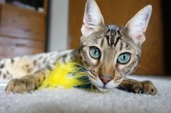 -黄昏与黎明，当梅西低头时，C罗正在创造新时代的序章