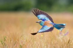 LOL决赛-永恒之城奏响南境悲歌，凯恩一剑封喉诠释关键先生本色