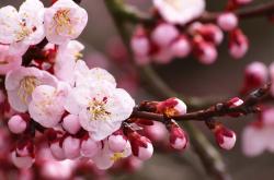 英雄联盟总决赛赛程-铁血末节连得11分，星月军团让提前庆祝的蓝白军团沦为背景