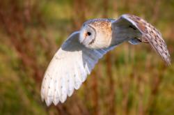 LOL赛事-次元破壁，当魔术队的战术版上浮现出山西二字—2024篮球哲学的奇幻交锋