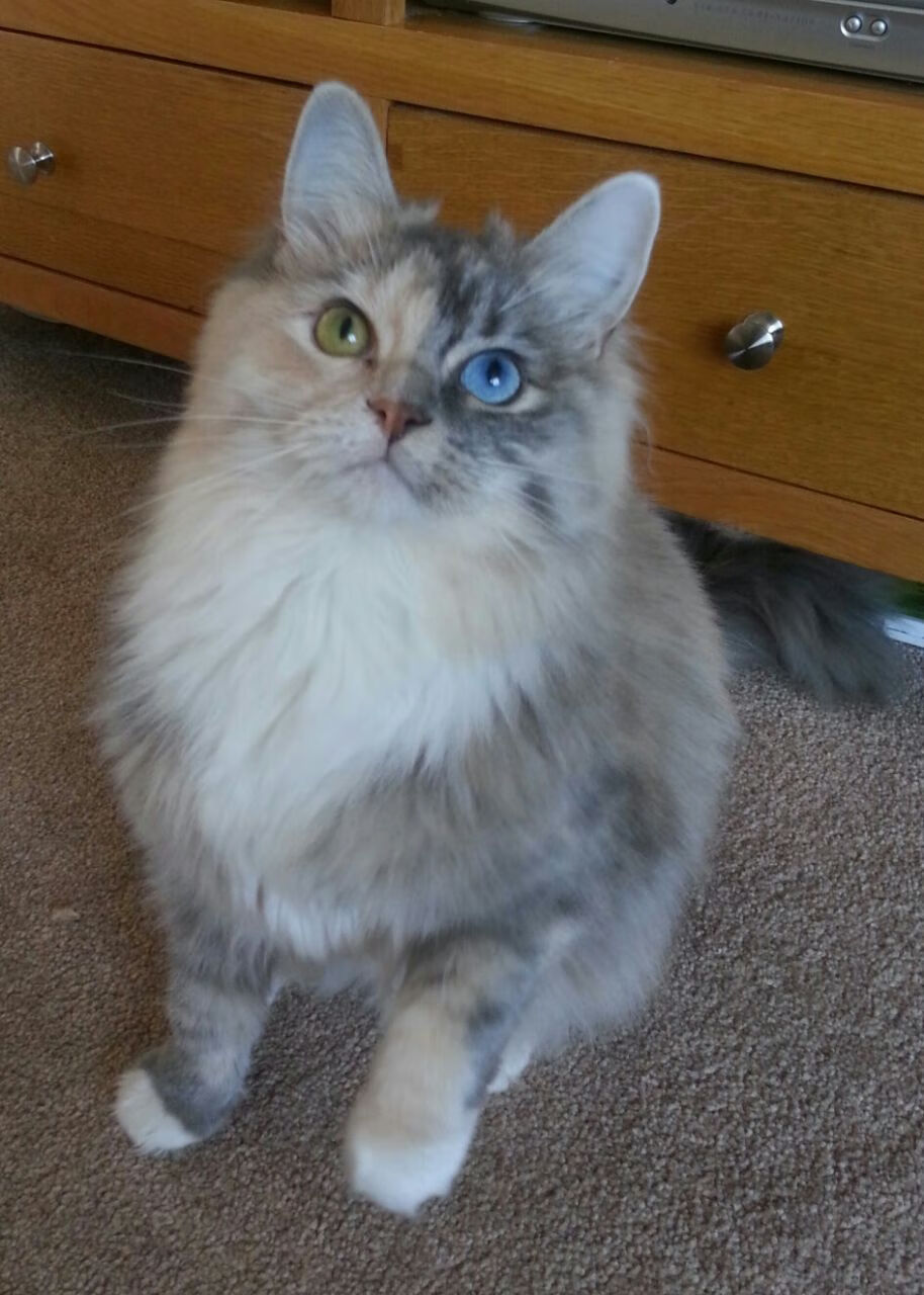 月下魅影,西甲国家德比之夜,孤狐福克斯如何撕裂百年宿命