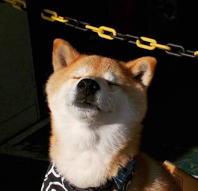 绿茵场的双重隐喻，国家德比的纯粹与乌克兰足球的伤痕