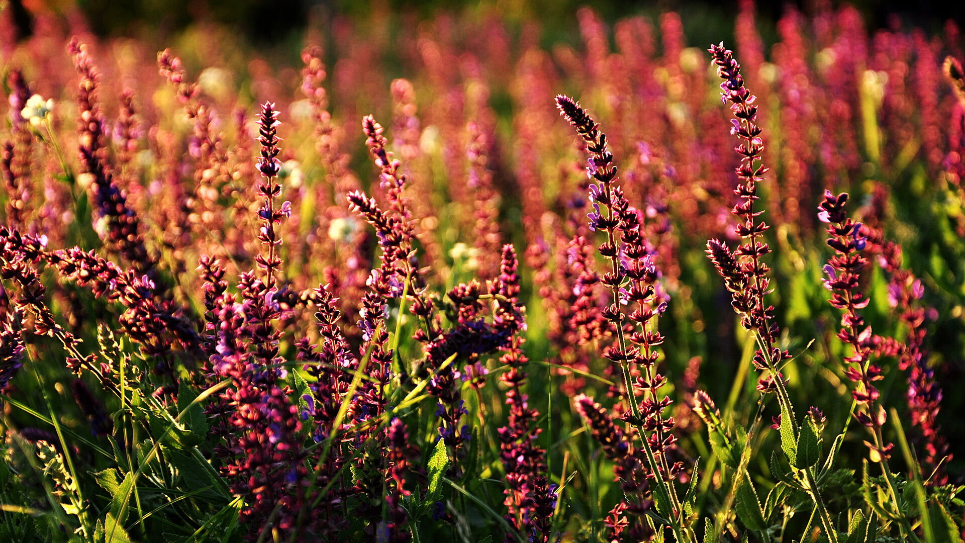 冰火对决,马丁内利冰面爆发,切尔西加时鏖战力克加拿大豪门