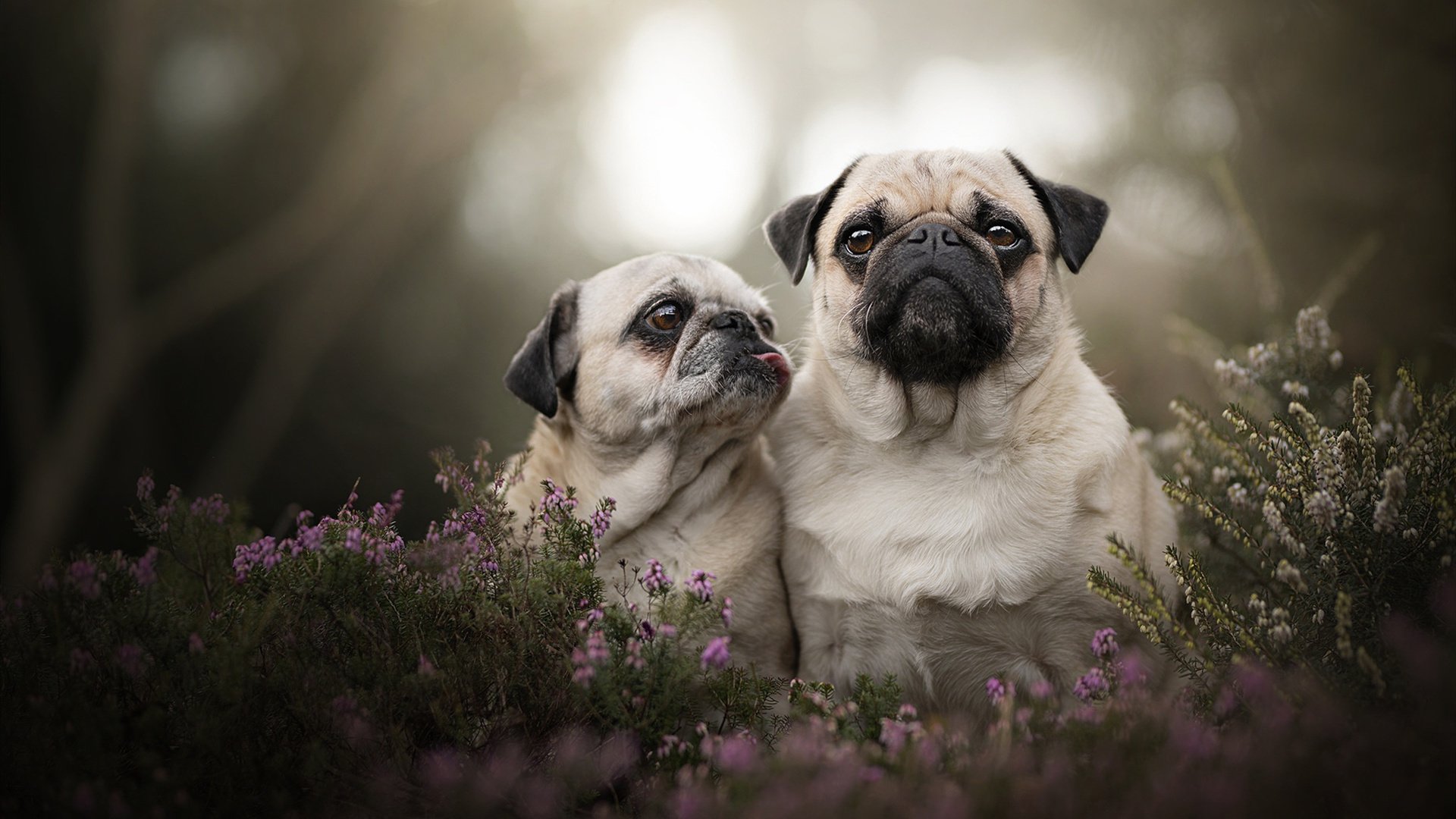 雷霆加时破独行侠，布伦森断剑之师展露新王峥嵘
