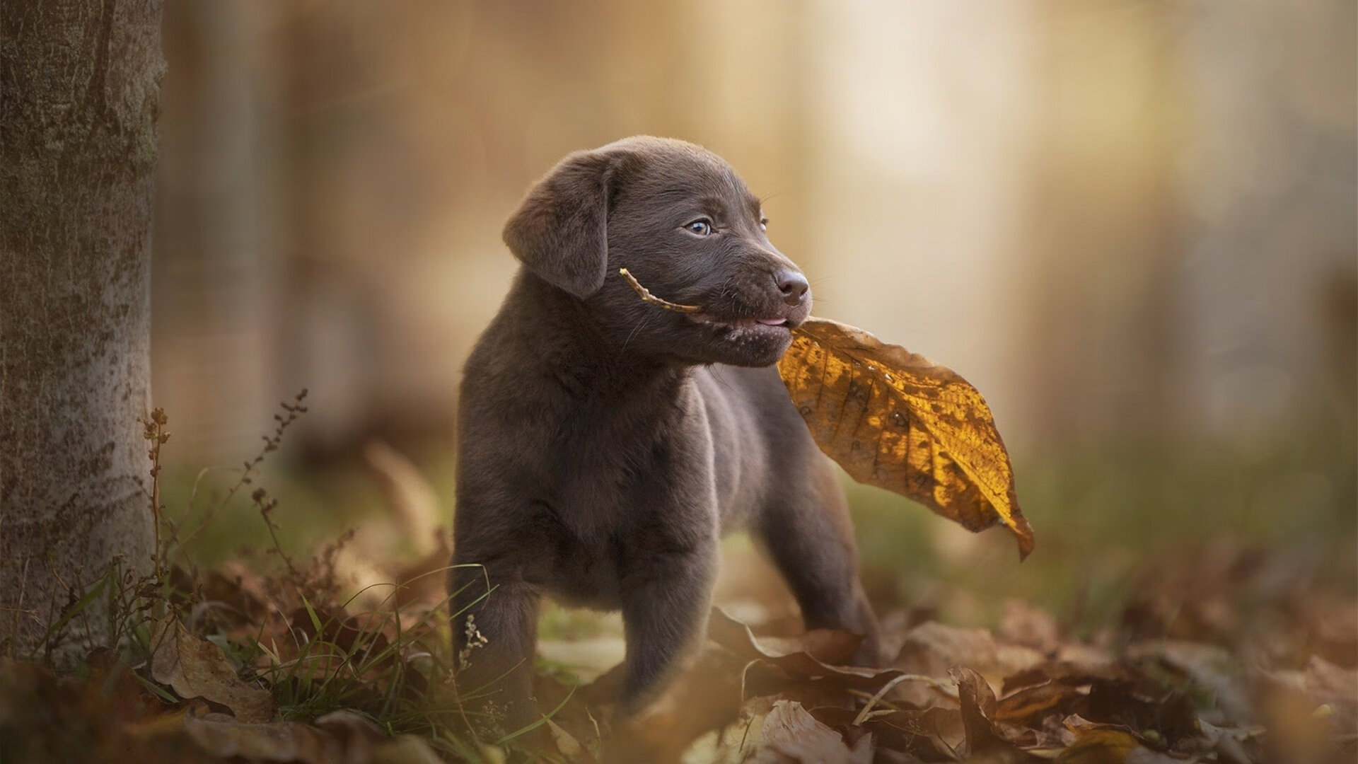 当小魔兽遇见安第斯雄鹰，卢卡库赛后评分拉满与厄瓜多尔火力压制里昂的战术启示