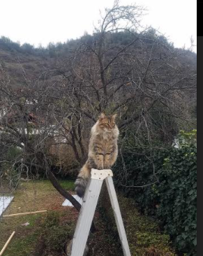 当塔图姆在CBA爆发,吉林绝境长城,最后2.2秒冰封广东