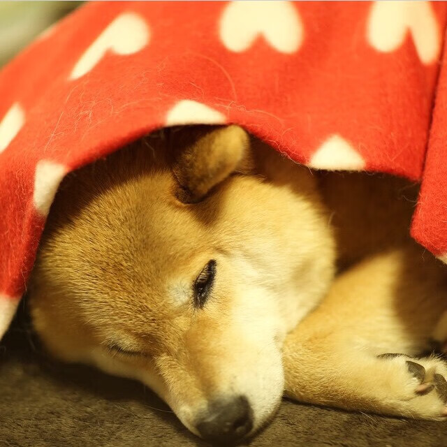 塔图姆全能统治赛场,国王轻取活塞显霸气