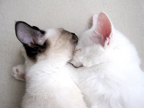 虚构与现实之间,一场跨越维度的足球对话