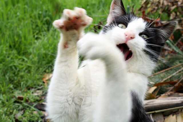 意甲焦点战之夜,当篮球巨星约基奇在绿茵压力下完成爆发