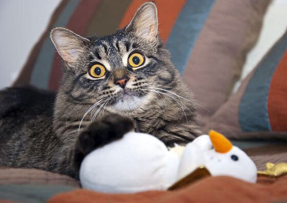 双面统治，詹姆斯全能封神，灰熊火力碾碎黄蜂