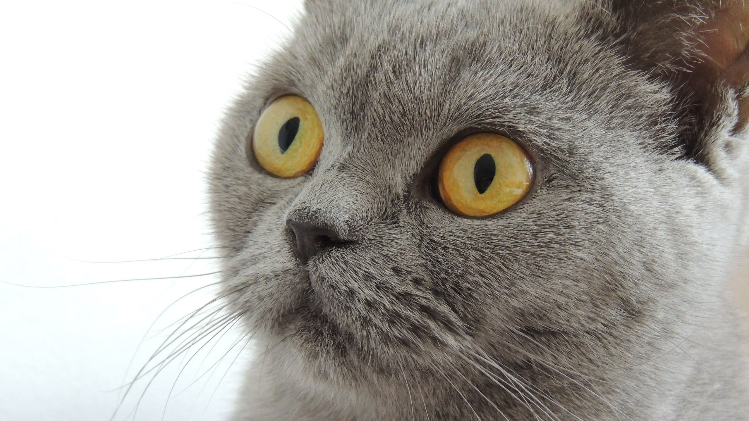 长空利剑刺破铁壁,英格拉姆助御林军险胜灰熊