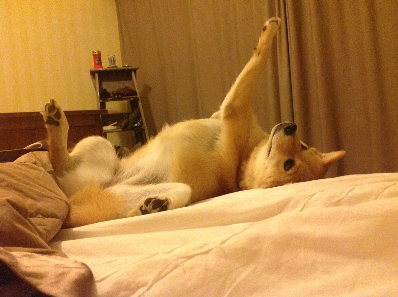 恒星战场与超新星纪元，太阳制霸开拓者，小贾伦全程高能输出