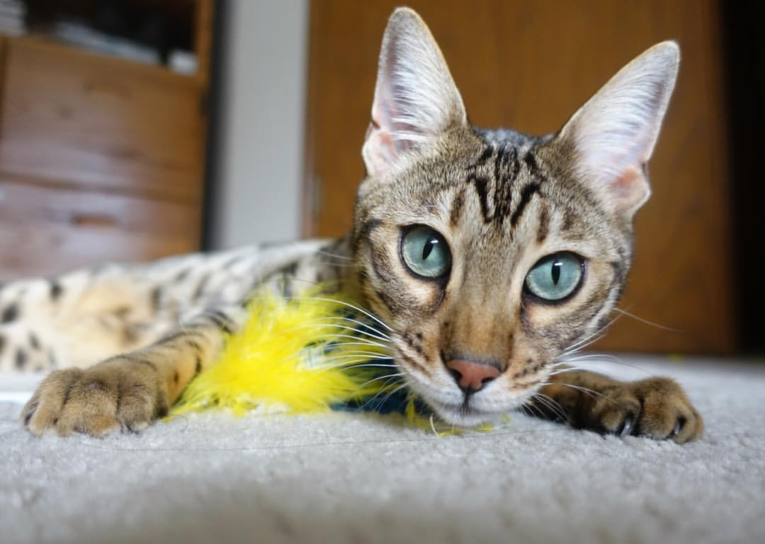 黄昏与黎明，当梅西低头时，C罗正在创造新时代的序章