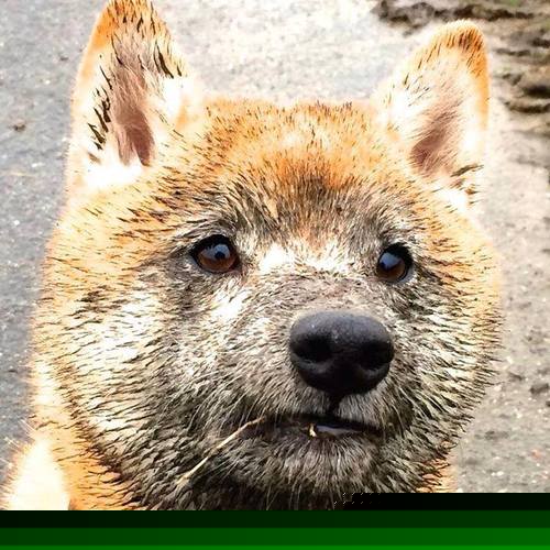 硬汉纪元，当尼克斯血拼篮网，切特在欧冠决赛宣告强硬篮球的回归