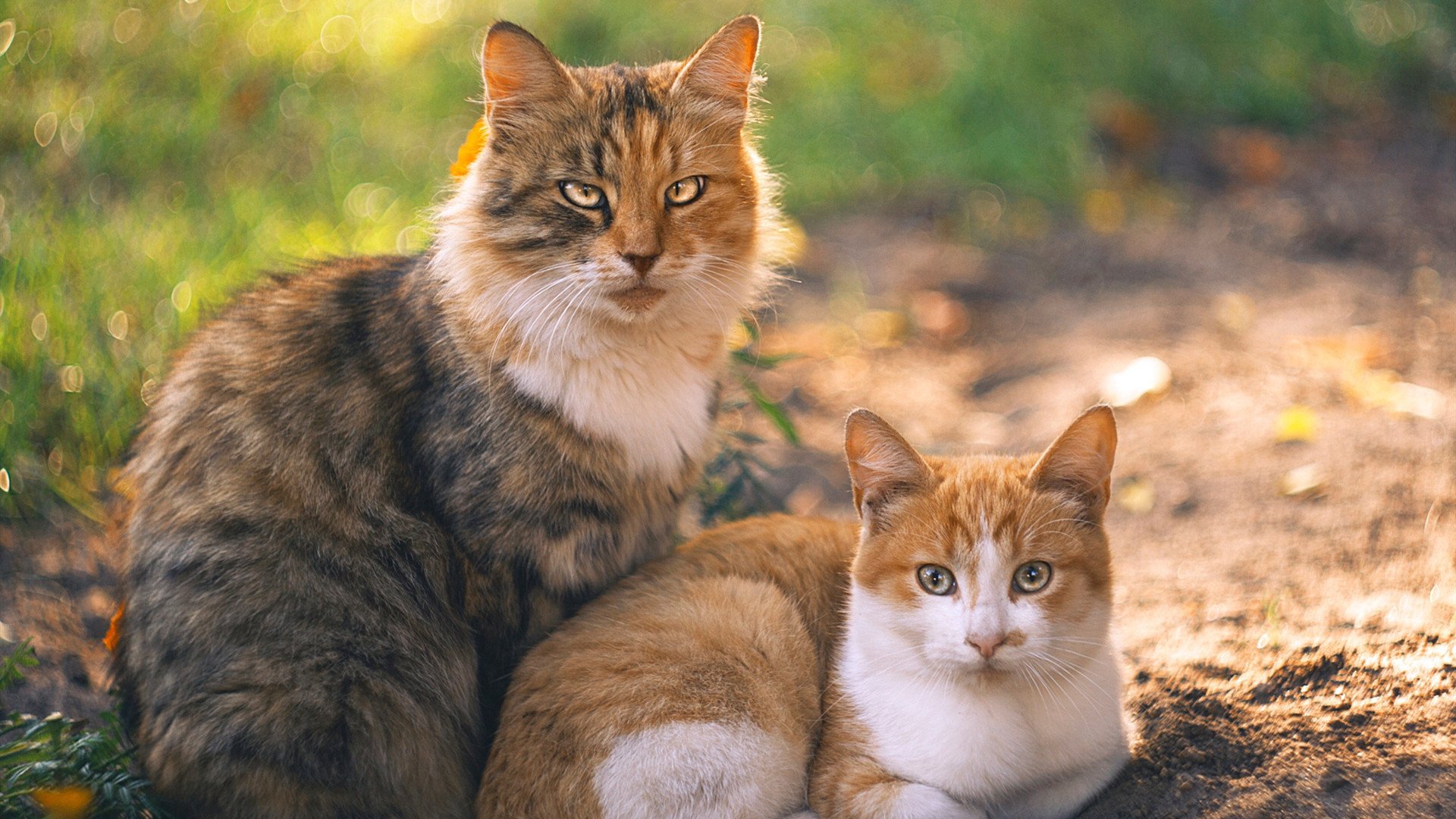 孤星觉醒，恩比德于太阳血拼老鹰之夜登基关键先生