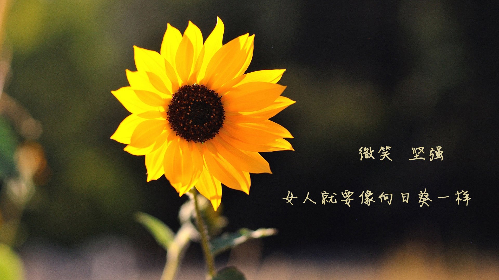 沙漠绿洲的奇迹,当范戴克铁蹄踏碎卡塔尔,越南足球在2026世界杯写下东方神话